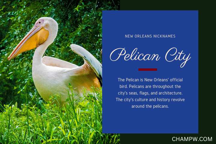 Pelican City
