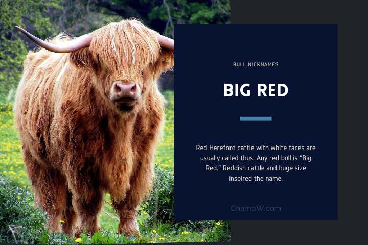 Big Red