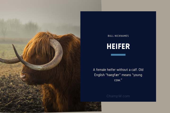 Heifer