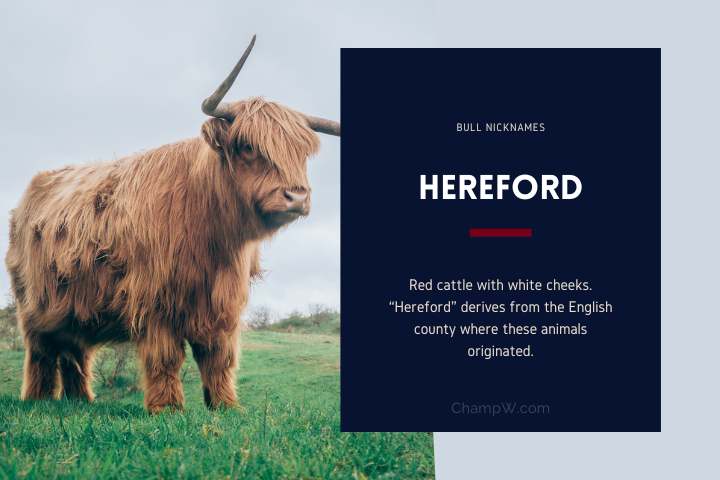 Hereford