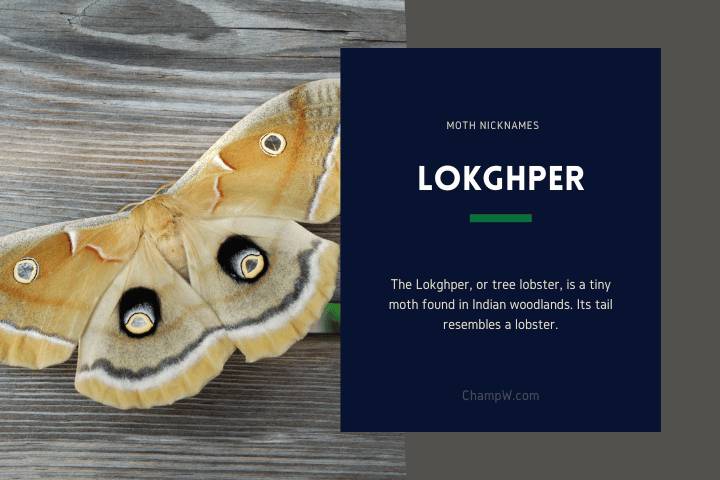 Lokghper
