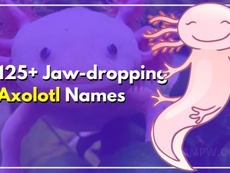 125+ Jaw-Dropping Axolotl Names For Your Fun-Loving Friend