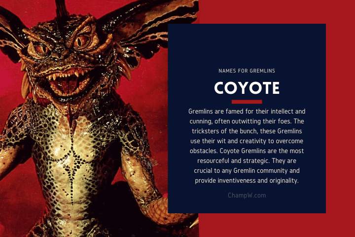 Coyote