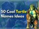 Top 50 Tortle Names: Dive Into Whimsical World Of DnD