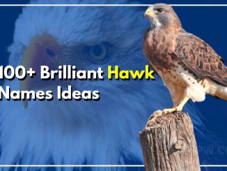 100+ Brilliant Hawk Names For Your Sheer Will