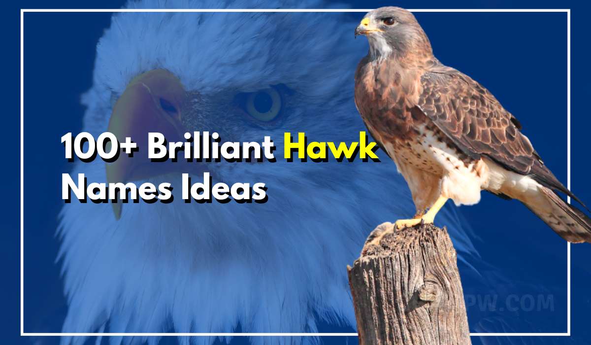 100+ Brilliant Hawk Names For Your Sheer Will