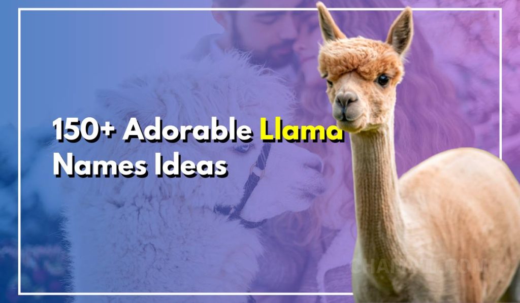 150+ Adorable Llama Names Ideas For Your Pet