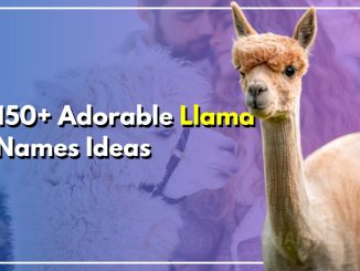 150+ Adorable Llama Names Ideas For Your Pet