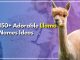 150+ Adorable Llama Names Ideas For Your Pet