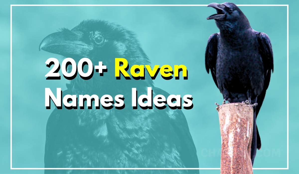 200+ Raven Names Ideas For Your Loyal Tiny Friend With Wings