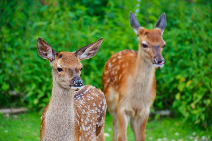 250+ Beautiful Deer Names Ideas For Your Wild or Pet Friend
