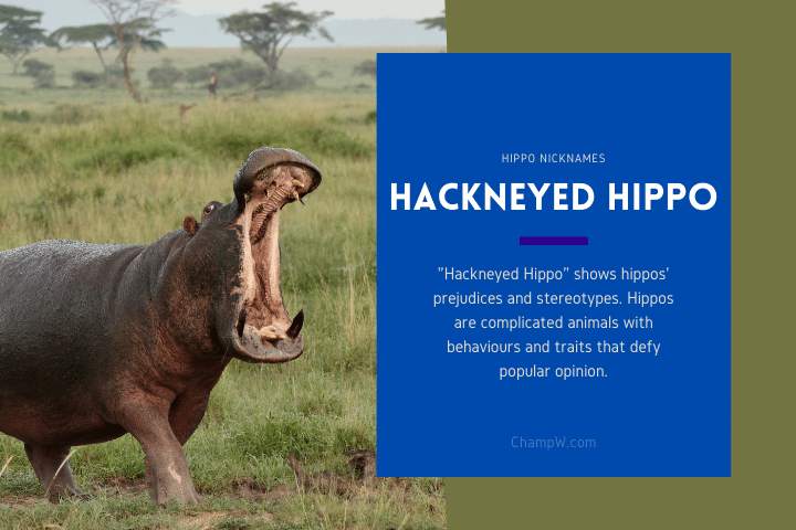 HACKNEYED HIPPO