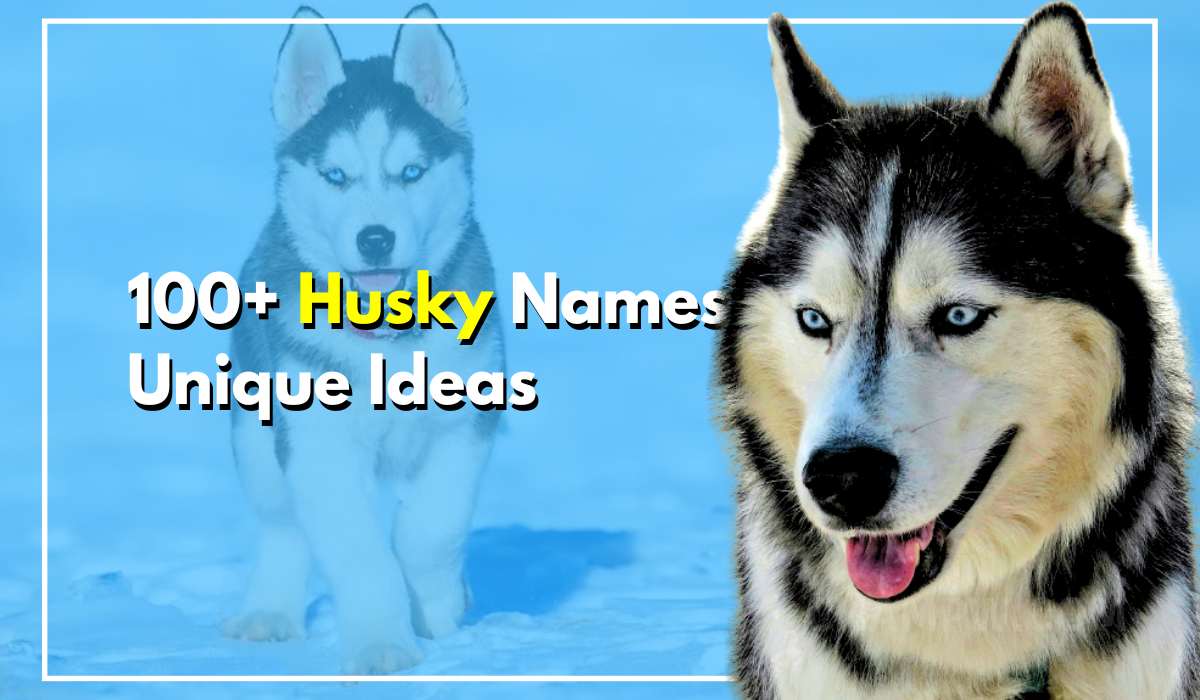 100+ Husky Names Unique Ideas With Hidden Meanings