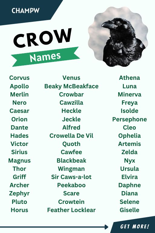 Top 100+ Crow Names To Capture Spirit Of Intelligent Friends