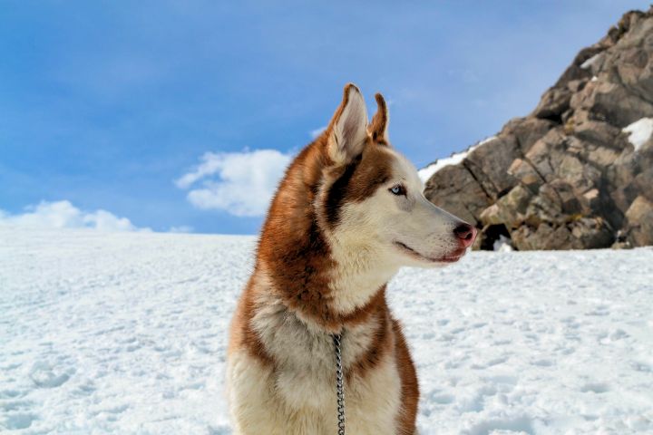 Husky Names