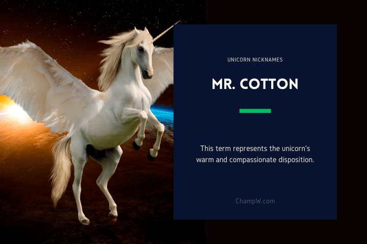Mr-cotton