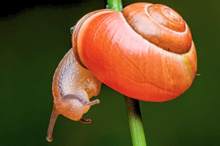 Cool Snail Names