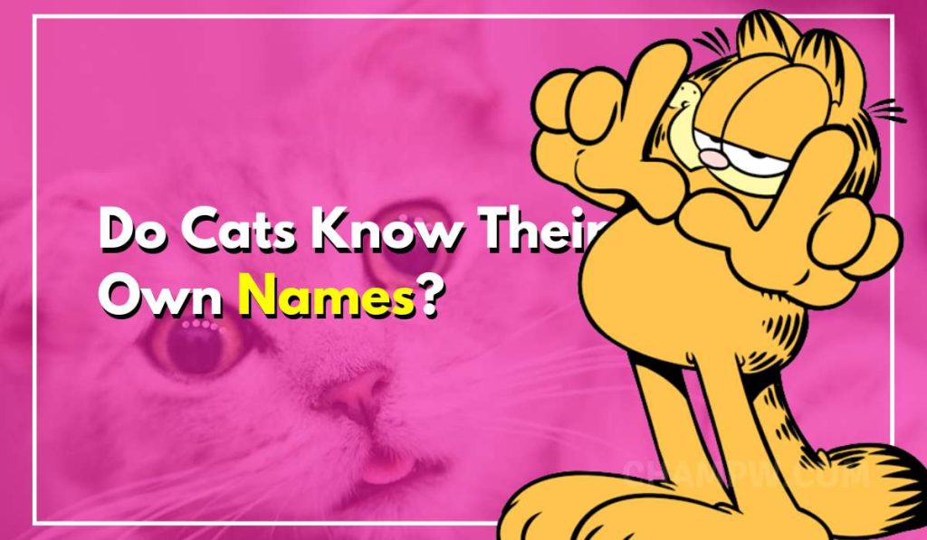 Do Cats Know Their Own Names