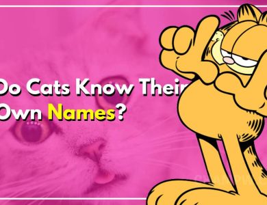 Do Cats Know Their Own Names
