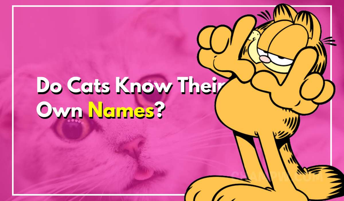 Do Cats Know Their Own Names
