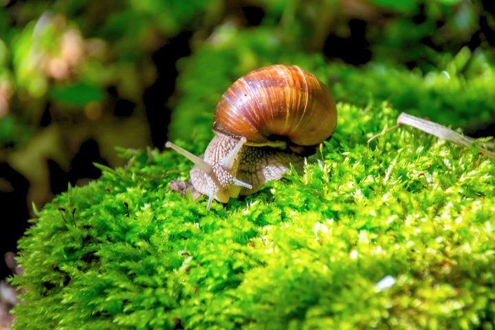 Funny Snail Names