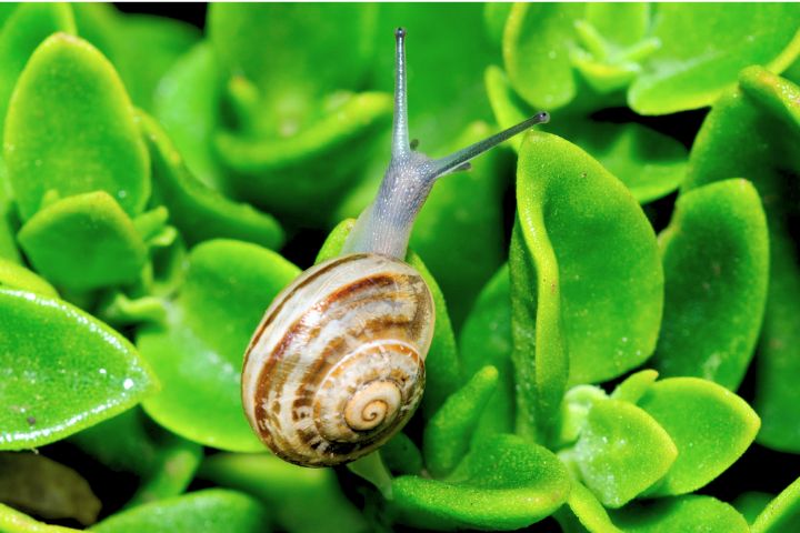 Popular Snail Names