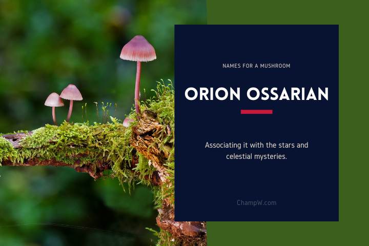 Orion Ossarian