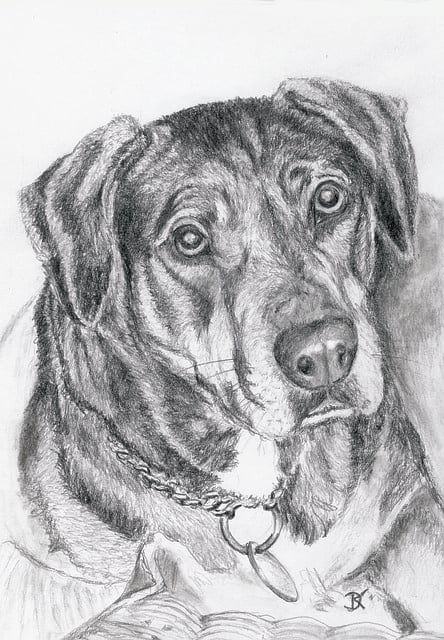 dog sketch