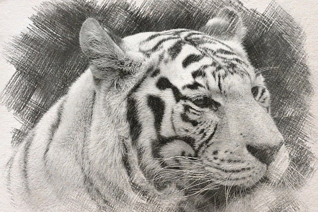 tiger sketch